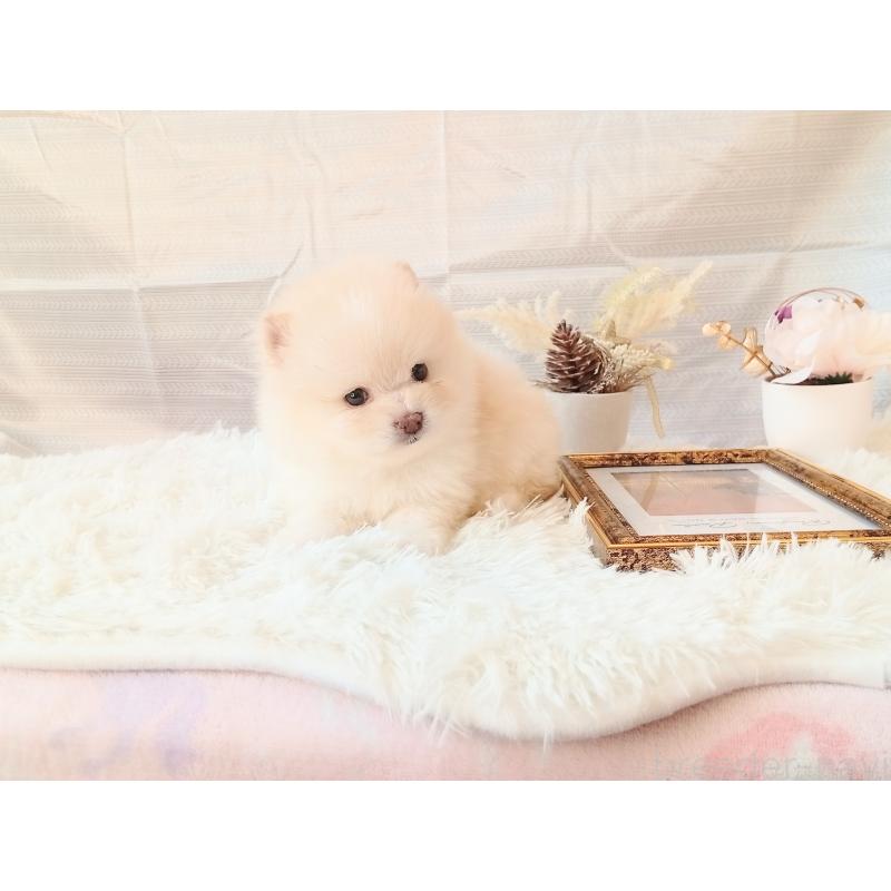 成約済の和歌山県のポメラニアン-431290の4枚目