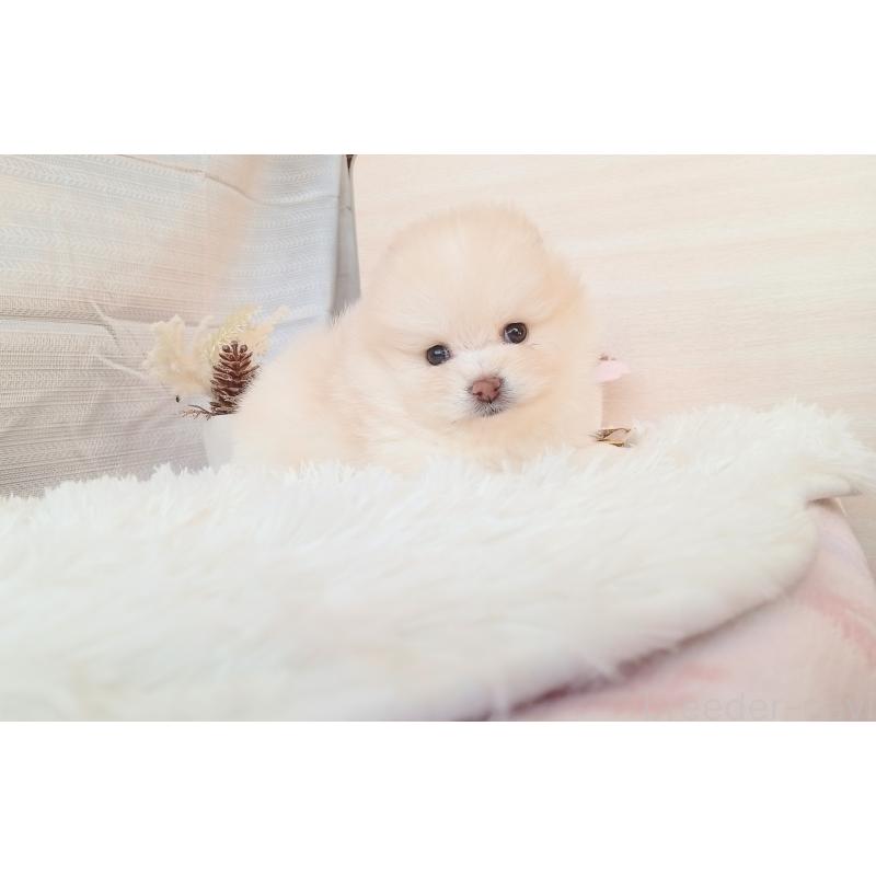 成約済の和歌山県のポメラニアン-431290の2枚目