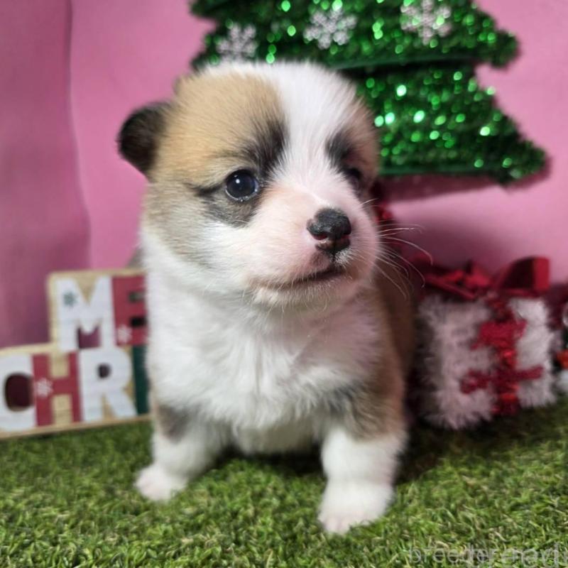 販売中の静岡県のウェルシュコーギーペンブローク-433082の5枚目