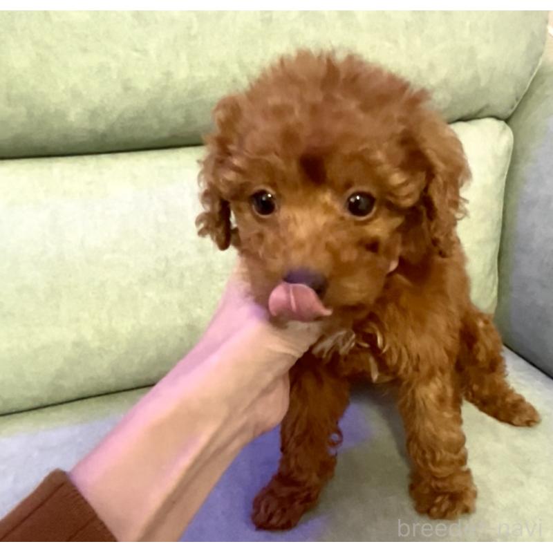 販売中の奈良県のタイニープードル-433066の6枚目