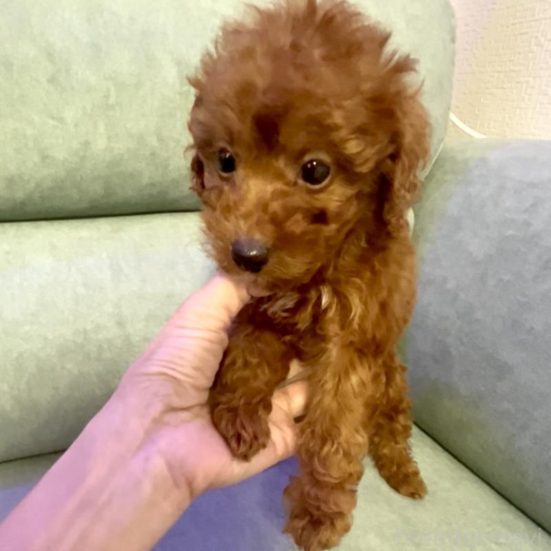 販売中の奈良県のタイニープードル-433066の5枚目