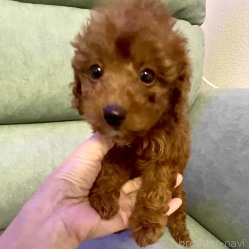 販売中の奈良県のタイニープードル-433066の4枚目