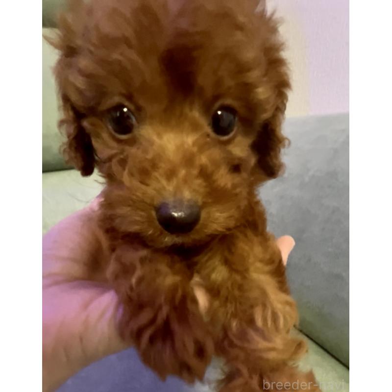 販売中の奈良県のタイニープードル-433066の3枚目