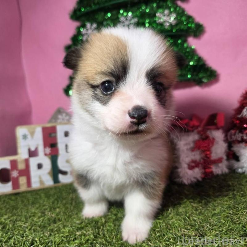 販売中の静岡県のウェルシュコーギーペンブローク-433082の4枚目