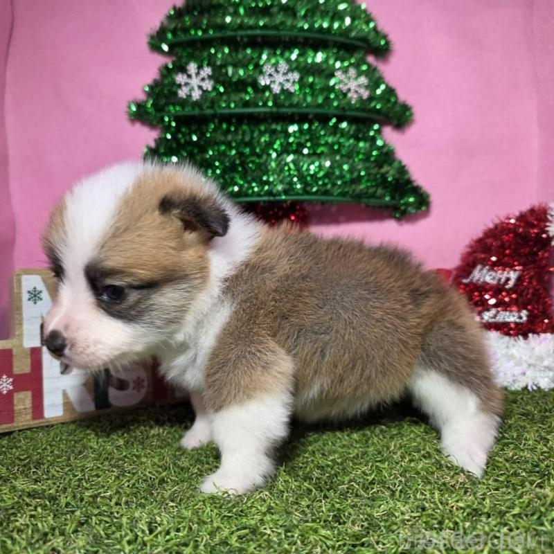 販売中の静岡県のウェルシュコーギーペンブローク-433082の3枚目