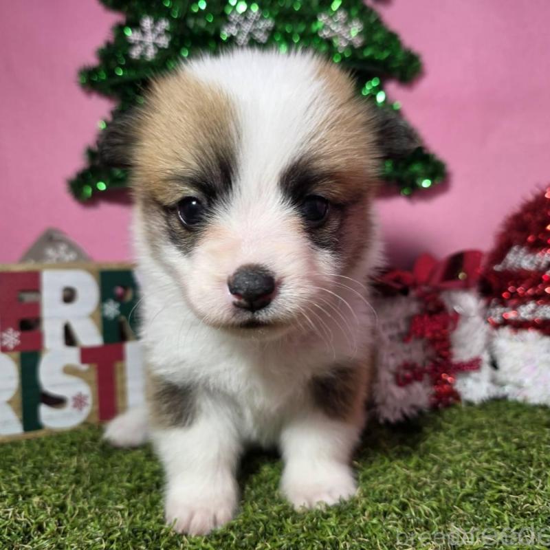 販売中の静岡県のウェルシュコーギーペンブローク-433082の2枚目