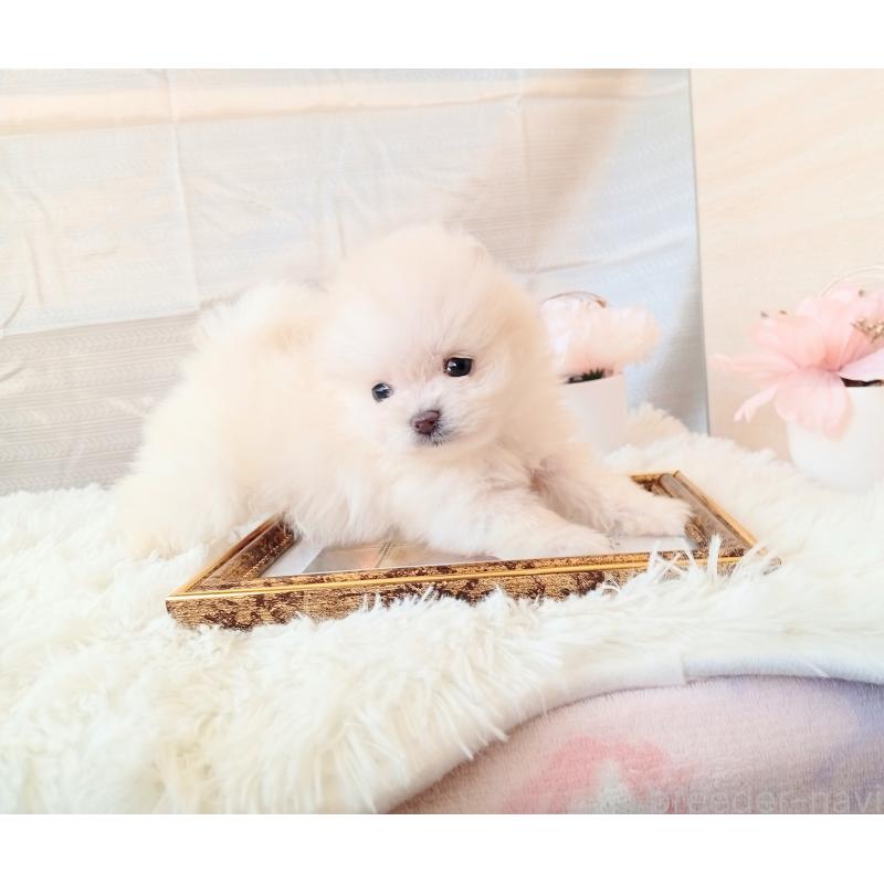 販売中の和歌山県のポメラニアン-431288の5枚目