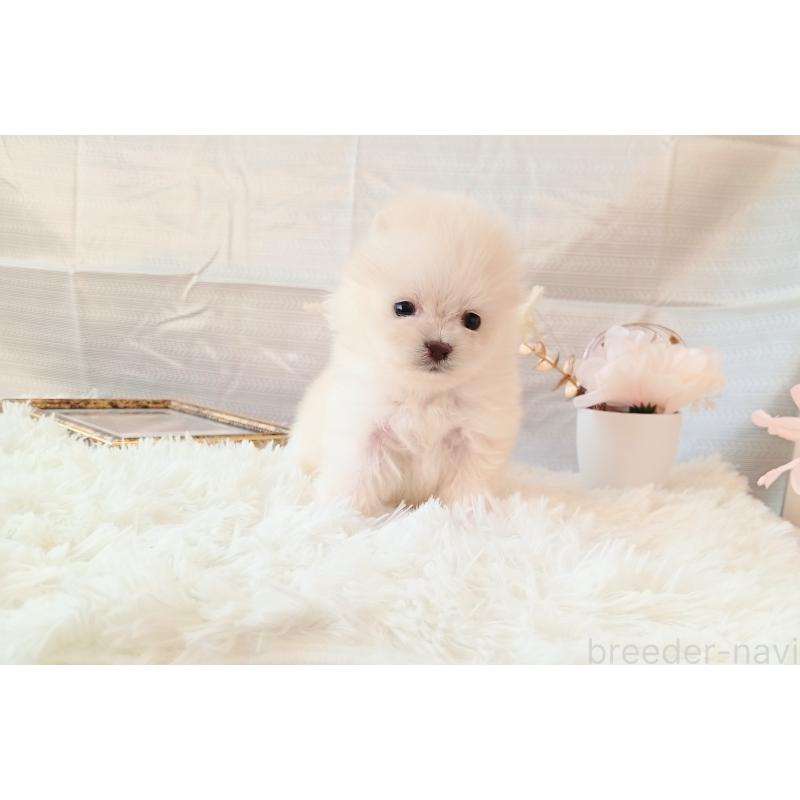 販売中の和歌山県のポメラニアン-431288の4枚目