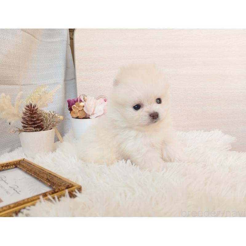 販売中の和歌山県のポメラニアン-431288の3枚目