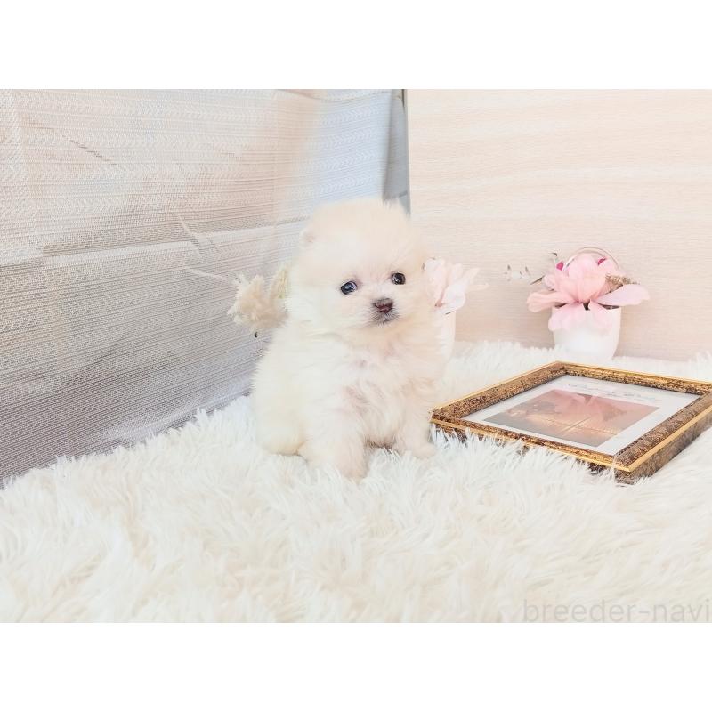 販売中の和歌山県のポメラニアン-431288の2枚目