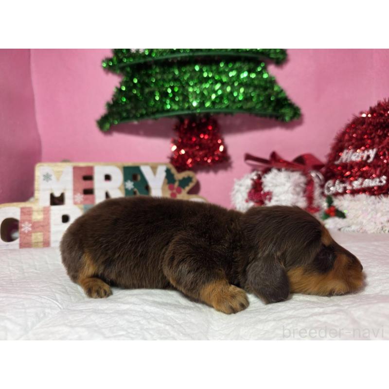 販売中の静岡県のミニチュアダックスフンド(ロングヘアード)-433083の9枚目