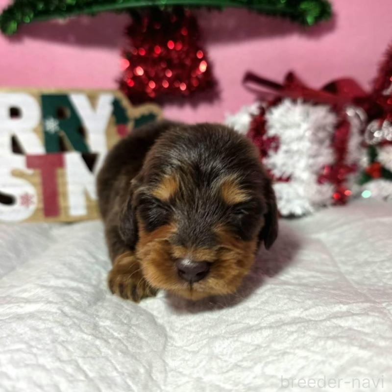販売中の静岡県のミニチュアダックスフンド(ロングヘアード)-433083の8枚目