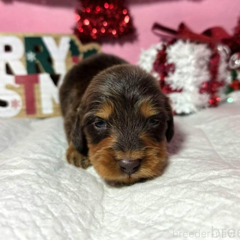 販売中の静岡県のミニチュアダックスフンド(ロングヘアード)-433083の7枚目