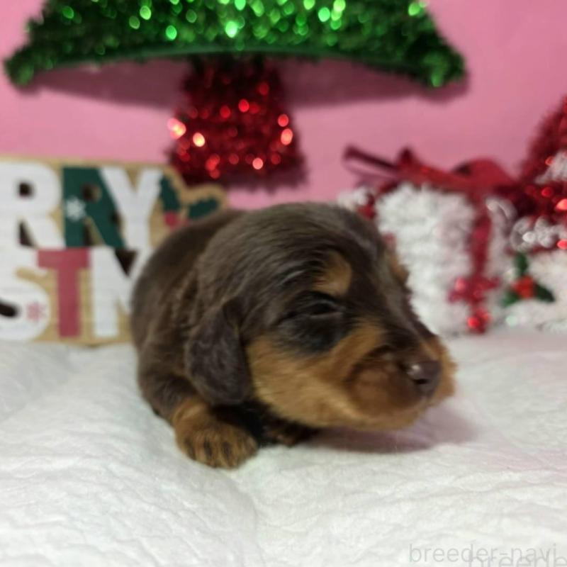 販売中の静岡県のミニチュアダックスフンド(ロングヘアード)-433083の6枚目