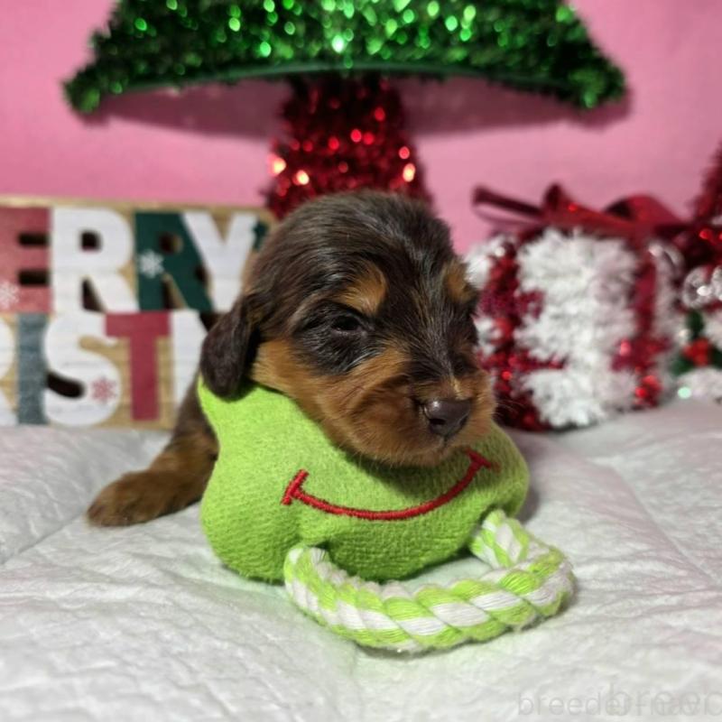 販売中の静岡県のミニチュアダックスフンド(ロングヘアード)-433083の5枚目