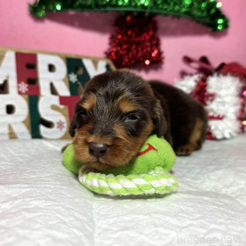 販売中の静岡県のミニチュアダックスフンド(ロングヘアード)-433083の4枚目