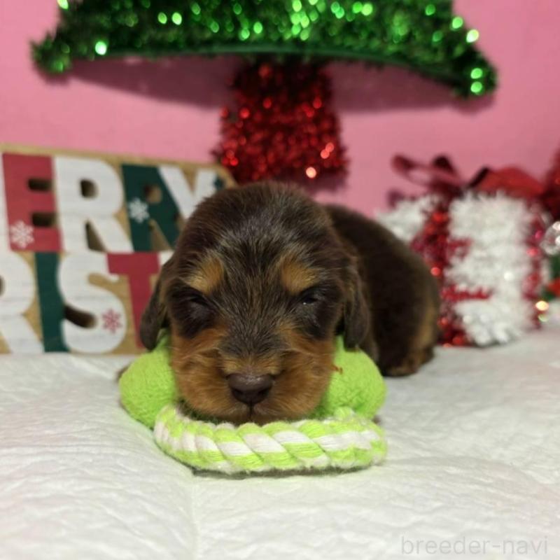 販売中の静岡県のミニチュアダックスフンド(ロングヘアード)-433083の3枚目