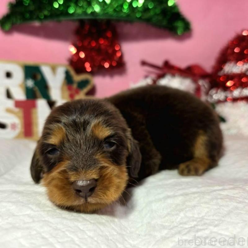 販売中の静岡県のミニチュアダックスフンド(ロングヘアード)-433083の2枚目