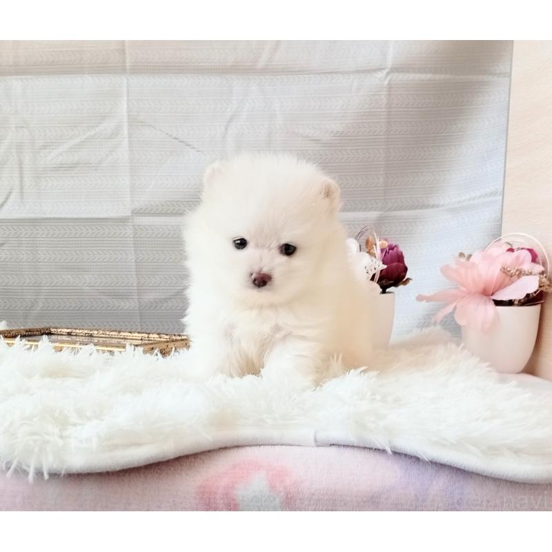 販売中の和歌山県のポメラニアン-431286の7枚目