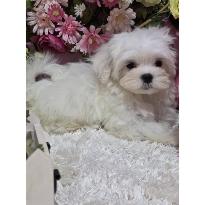 販売中の大阪府のマルチーズ-433084の4枚目