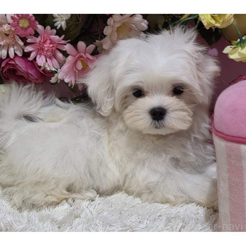 販売中の大阪府のマルチーズ-433084の3枚目