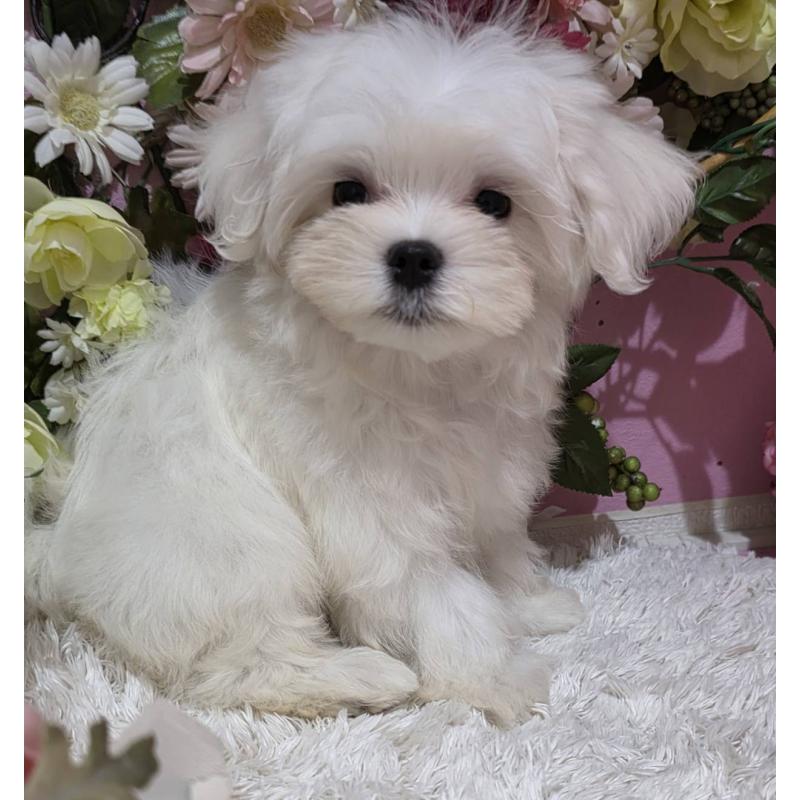 販売中の大阪府のマルチーズ-433084の2枚目