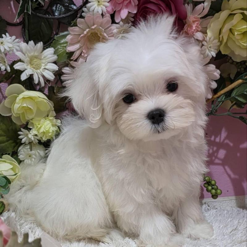 販売中の大阪府のマルチーズ-433084