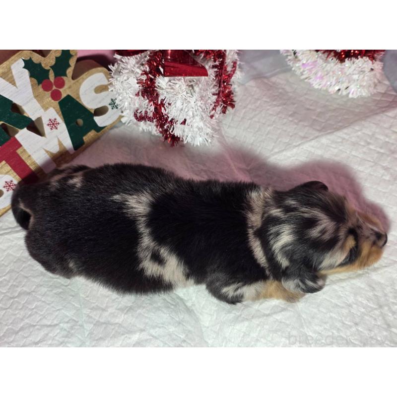 販売中の静岡県のミニチュアダックスフンド(ロングヘアード)-433087の11枚目