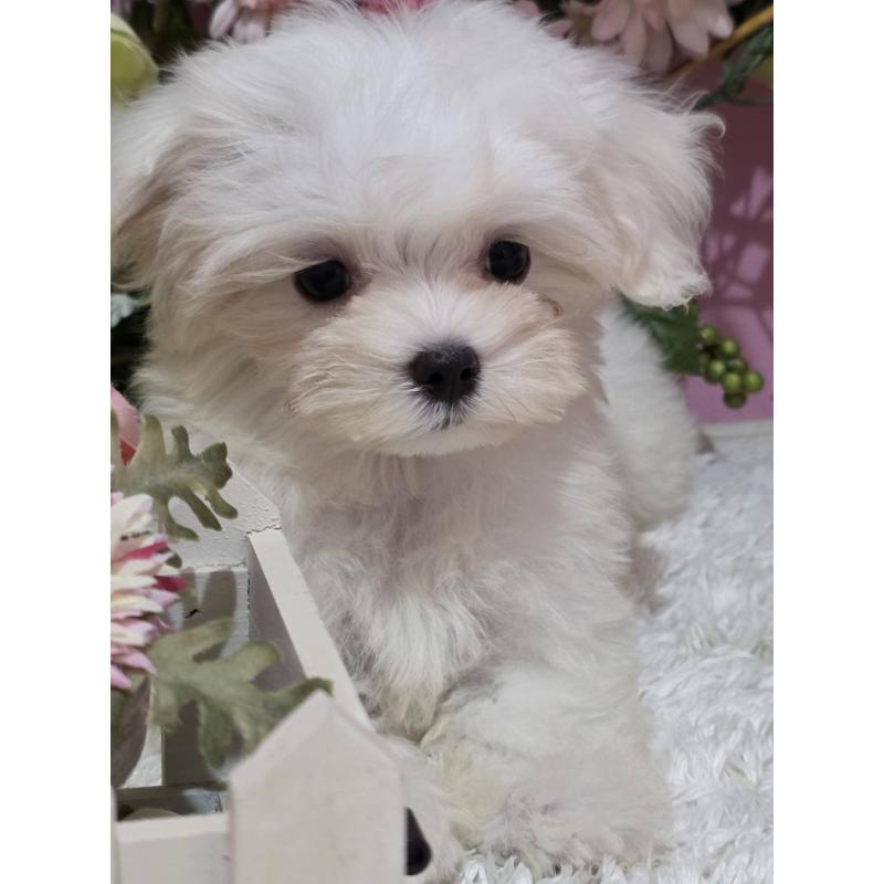 販売中の大阪府のマルチーズ-433085の4枚目