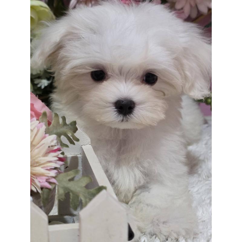 販売中の大阪府のマルチーズ-433085の3枚目