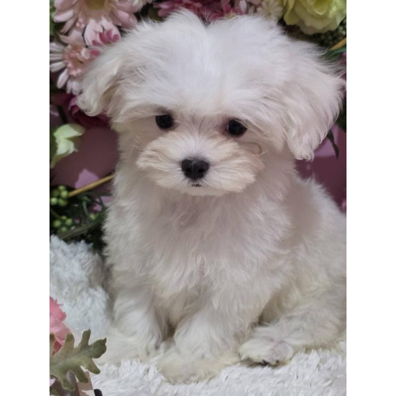 販売中の大阪府のマルチーズ-433085の2枚目