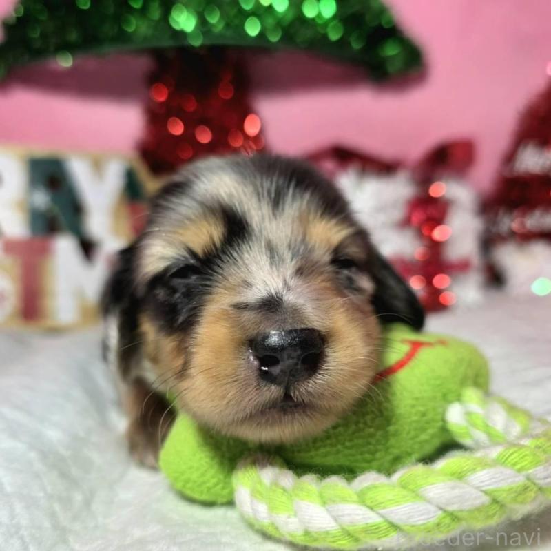 販売中の静岡県のミニチュアダックスフンド(ロングヘアード)-433087の1枚目