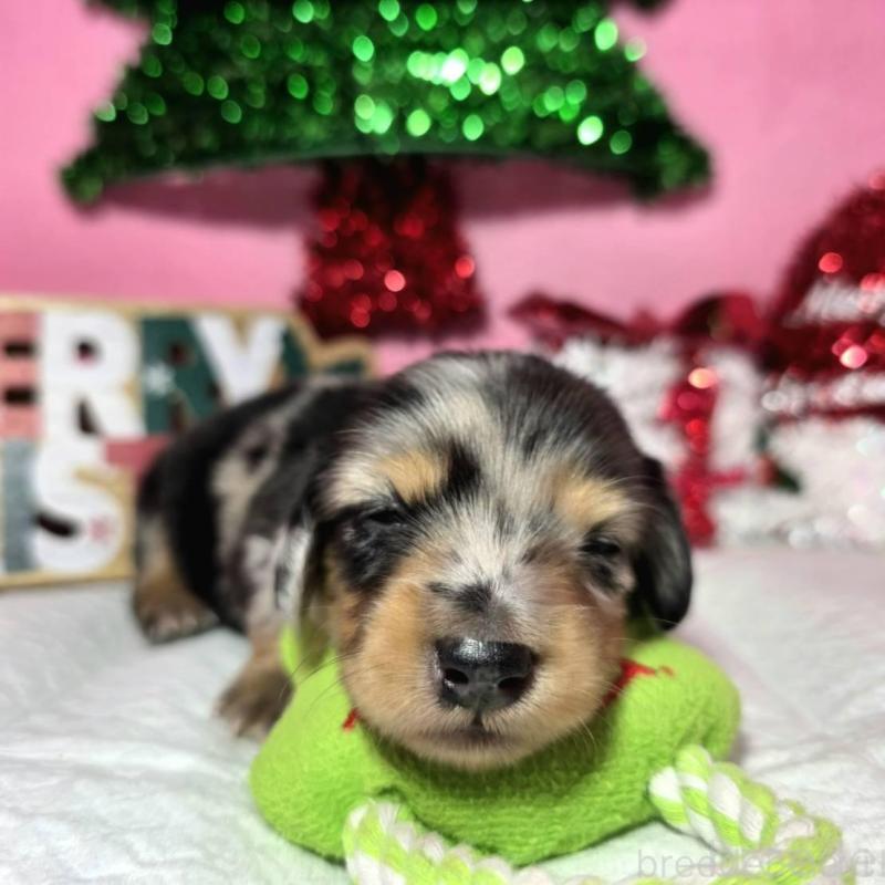 販売中の静岡県のミニチュアダックスフンド(ロングヘアード)-433087の10枚目