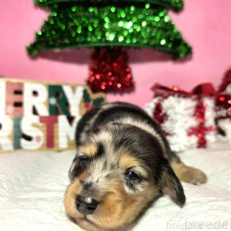 販売中の静岡県のミニチュアダックスフンド(ロングヘアード)-433087の9枚目