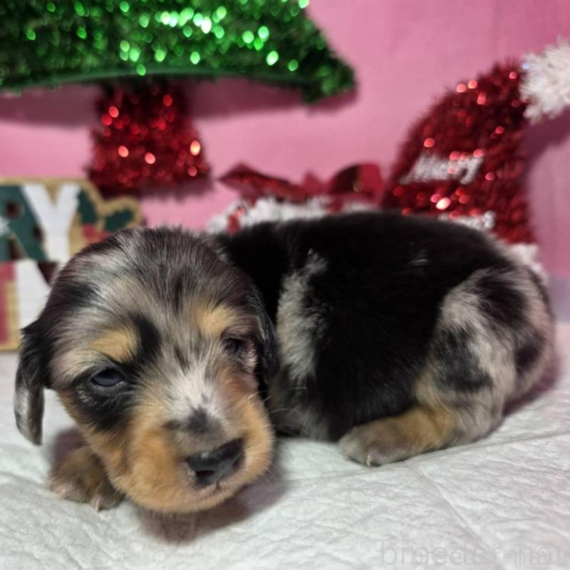 販売中の静岡県のミニチュアダックスフンド(ロングヘアード)-433087の8枚目