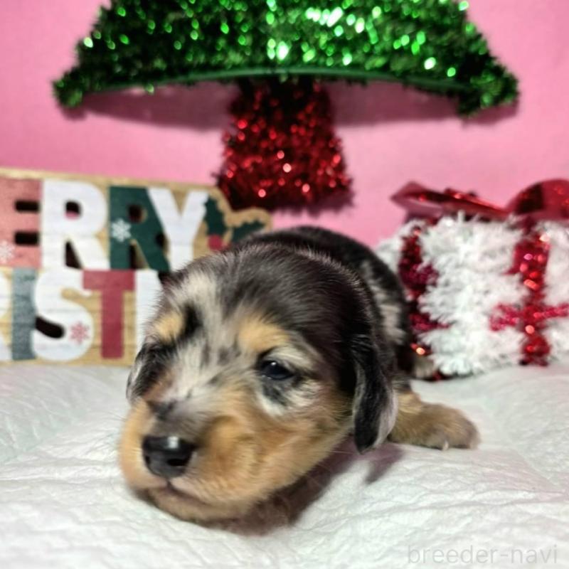 販売中の静岡県のミニチュアダックスフンド(ロングヘアード)-433087の7枚目