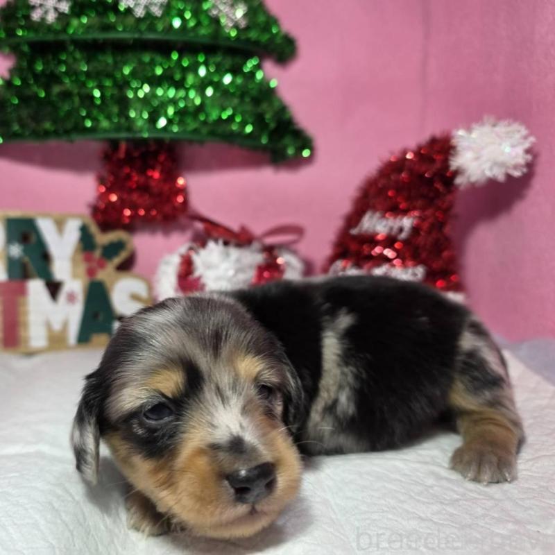 販売中の静岡県のミニチュアダックスフンド(ロングヘアード)-433087の6枚目