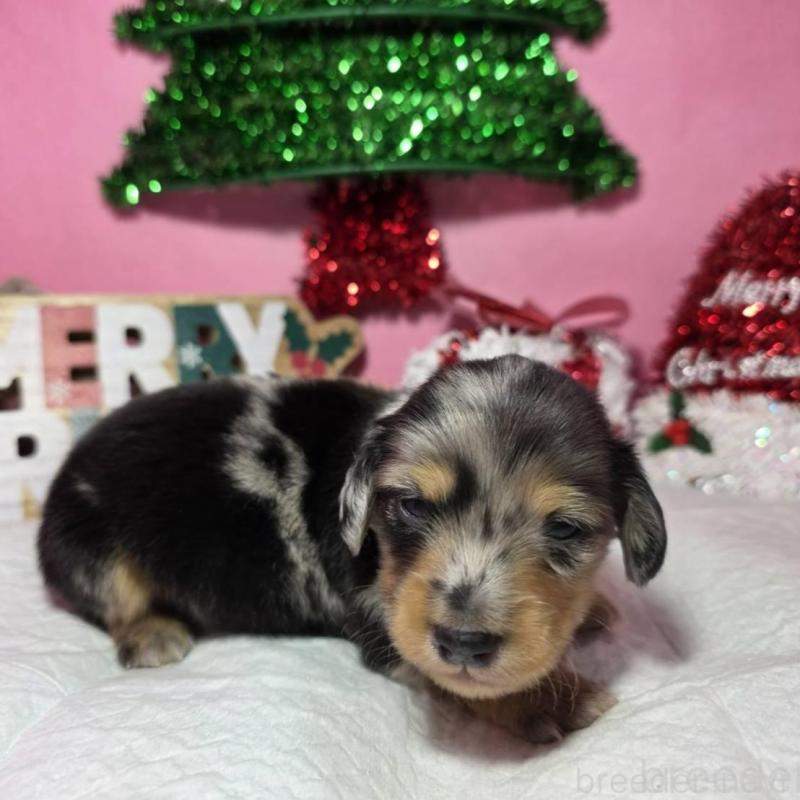 販売中の静岡県のミニチュアダックスフンド(ロングヘアード)-433087の5枚目