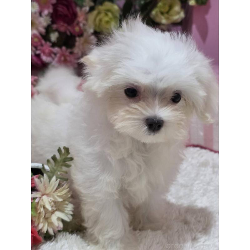 販売中の大阪府のマルチーズ-433086の5枚目