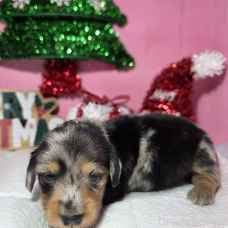 販売中の静岡県のミニチュアダックスフンド(ロングヘアード)-433087の4枚目