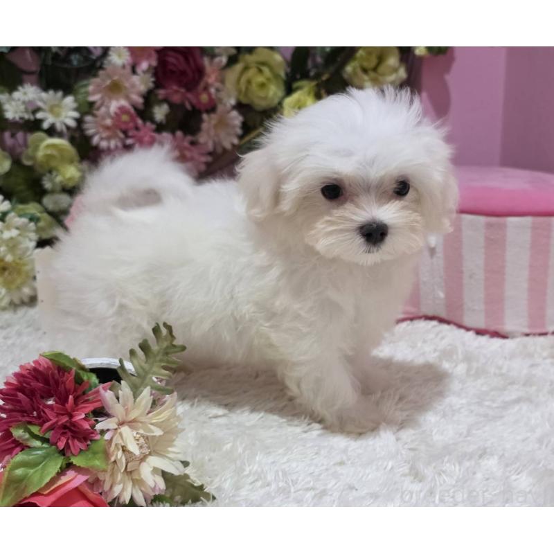 販売中の大阪府のマルチーズ-433086の4枚目