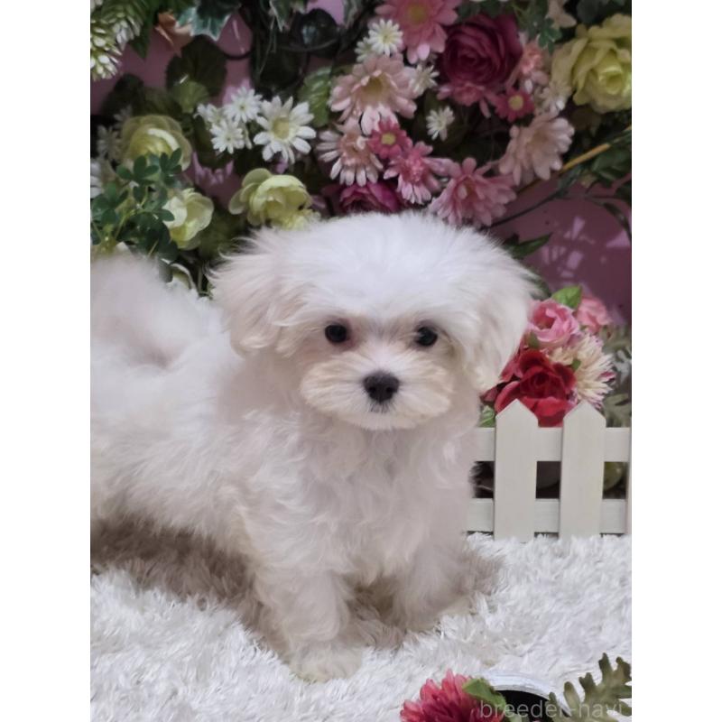 販売中の大阪府のマルチーズ-433086の3枚目