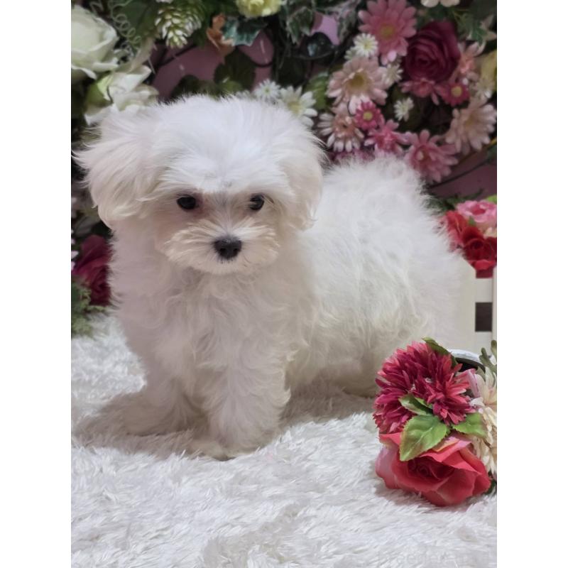 販売中の大阪府のマルチーズ-433086の2枚目