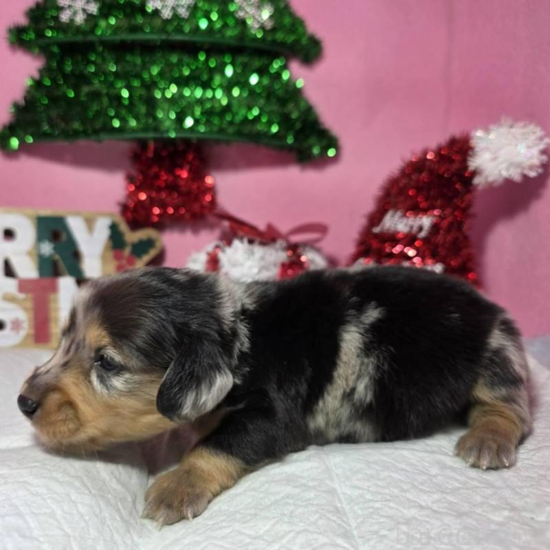 販売中の静岡県のミニチュアダックスフンド(ロングヘアード)-433087の3枚目