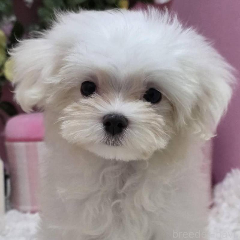 販売中の大阪府のマルチーズ-433086