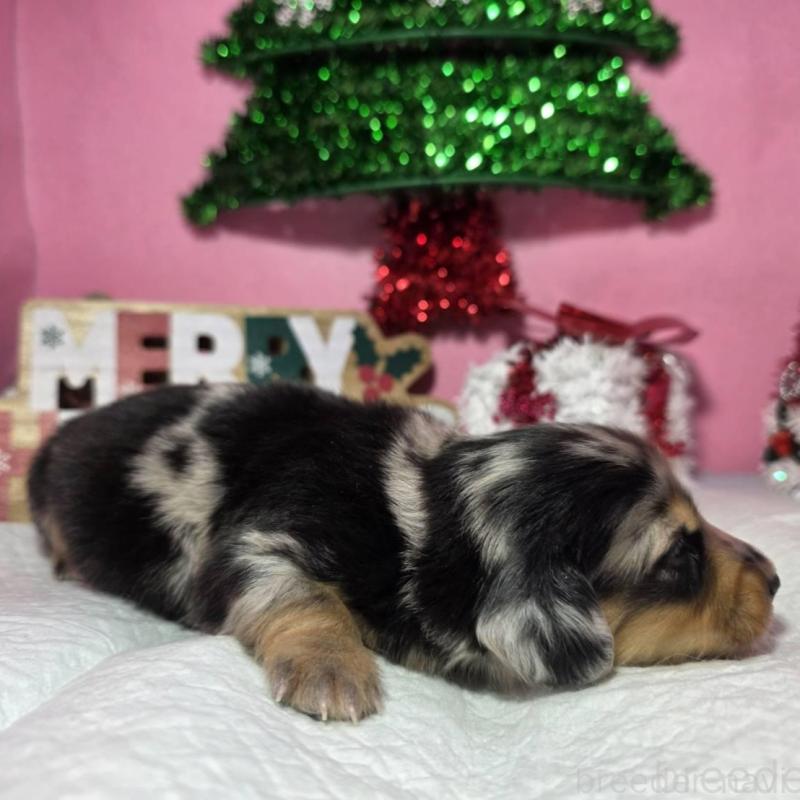 販売中の静岡県のミニチュアダックスフンド(ロングヘアード)-433087の2枚目