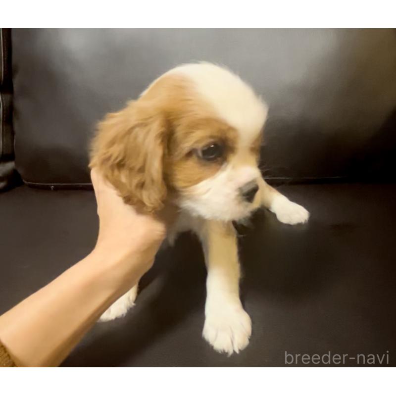 販売中の奈良県のキャバリアキングチャールズスパニエル-433088の9枚目