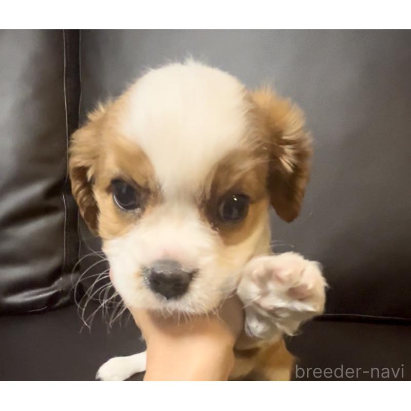 販売中の奈良県のキャバリアキングチャールズスパニエル-433088の8枚目