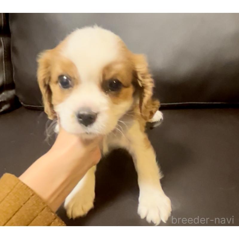 販売中の奈良県のキャバリアキングチャールズスパニエル-433088の7枚目
