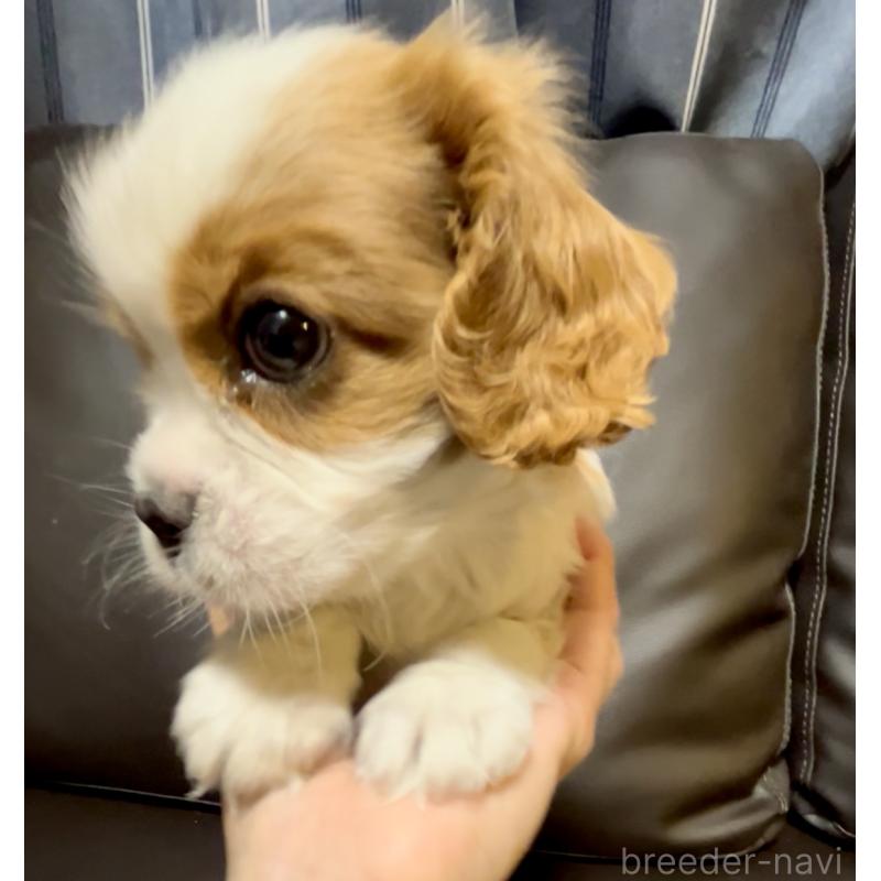 販売中の奈良県のキャバリアキングチャールズスパニエル-433088の6枚目